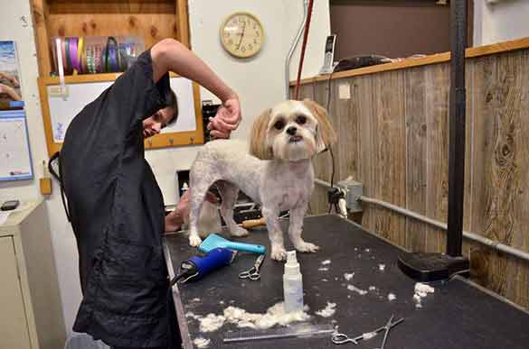 Grooming picture from Bath & Doggy Works located at the B&B for D.O.G. — Doggie Day Care & Boarding near DIA (Denver International Airport)