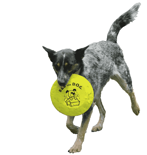 Dog with B&B for D.O.G. Frisbee